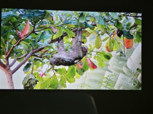 Wanbo Vali 1 Dunkelheit 70 Zoll 9