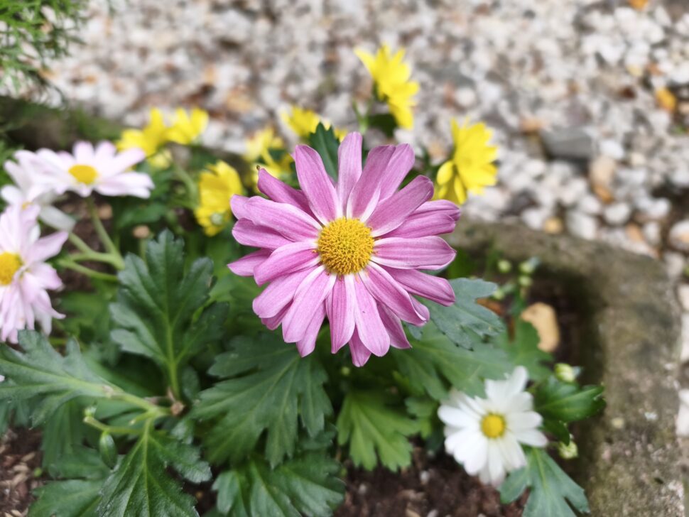 losless xiaomi 15t pro camera main day 4