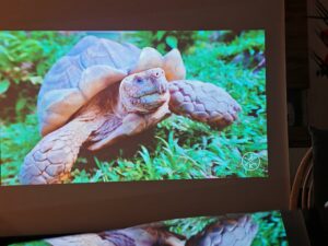 Dangbei DBOX02 100 Zoll Bildqualitaet 1 Dangbei DBOX02 100 Zoll Bildqualitaet 1