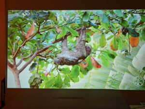 Oscal PV800 65 Zoll 20 1 Oscal PV800 65 Zoll 20 1