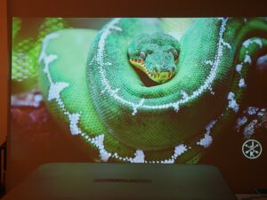 Oscal PV800 65 Zoll 21 Oscal PV800 65 Zoll 21