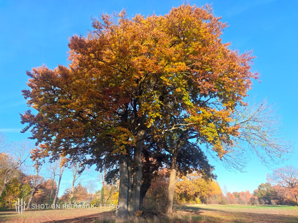 Redmagic 11 Pro Cam Test 1