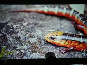 Magcubic HY300 Pro Test 33 Magcubic HY300 Pro Test 33