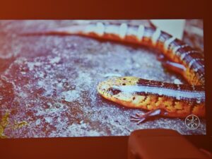 Wanbo Cube 1 90 Zoll 5 Wanbo Cube 1 90 Zoll 5