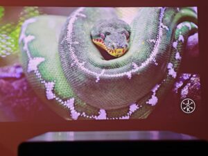 Xiaomi Laser Projector 3 95 Zoll abgedunkelt 8 Xiaomi Laser Projector 3 95 Zoll abgedunkelt 8