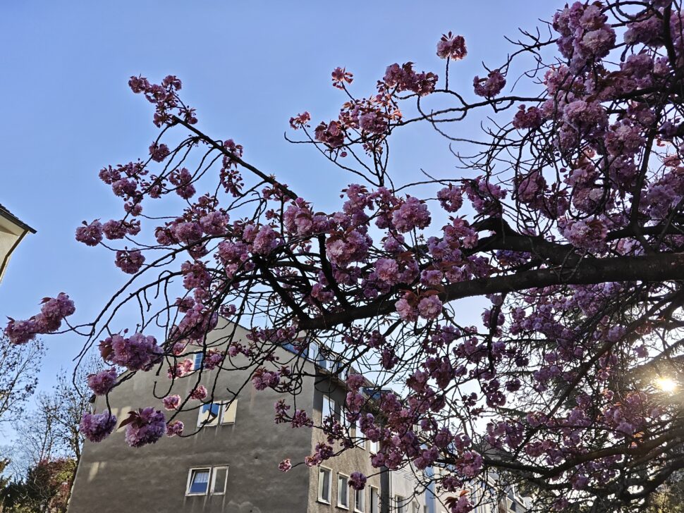 Xiaomi Pad 8 Main Cam Sample 6 Xiaomi Pad 8 Main Cam Sample 6