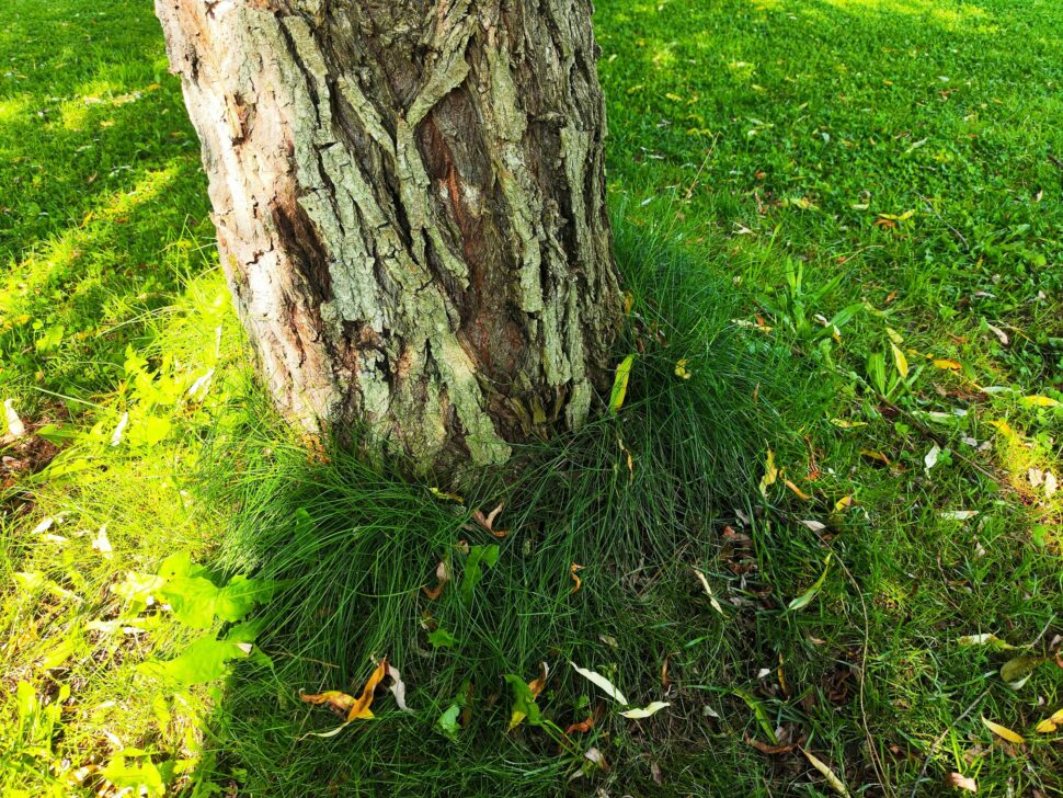 Natural Expressions P7 Kantenmaehen 1 Natural Expressions P7 Kantenmaehen 1