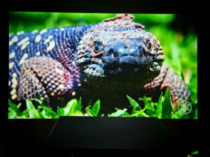 Wanbo X7 Pro Max 75 Zoll Bildqualitaet 4 Wanbo X7 Pro Max 75 Zoll Bildqualitaet 4